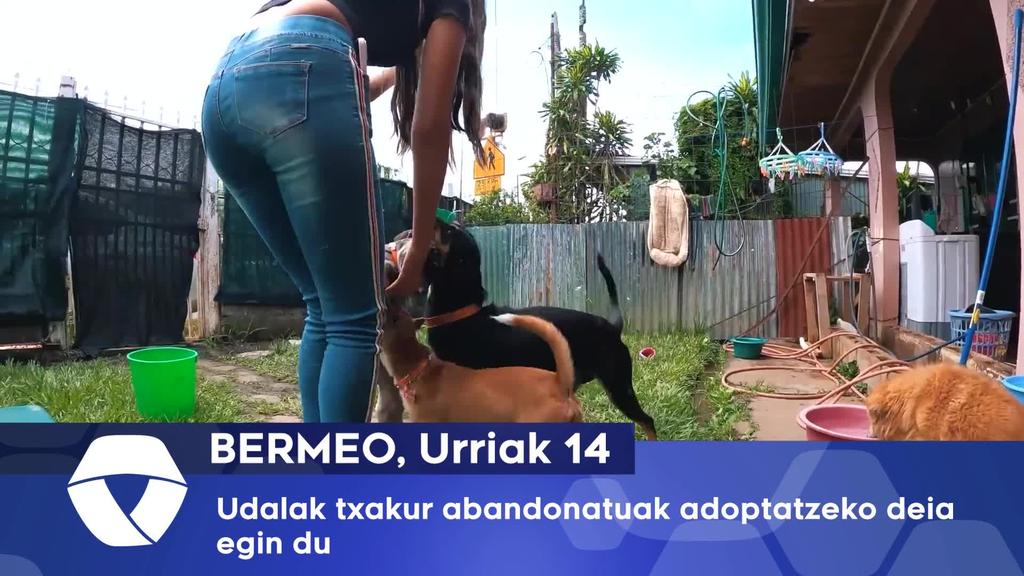 Udalak txakur abandonatuak adoptatzeko deia egin du