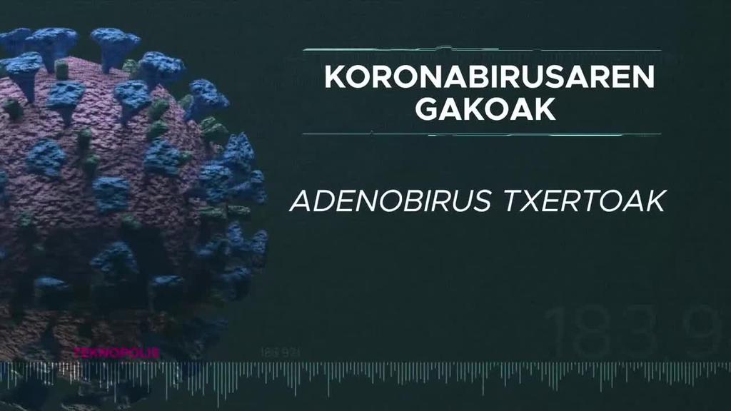 Koronabirusaren gakoak: Adenobirus txertoak